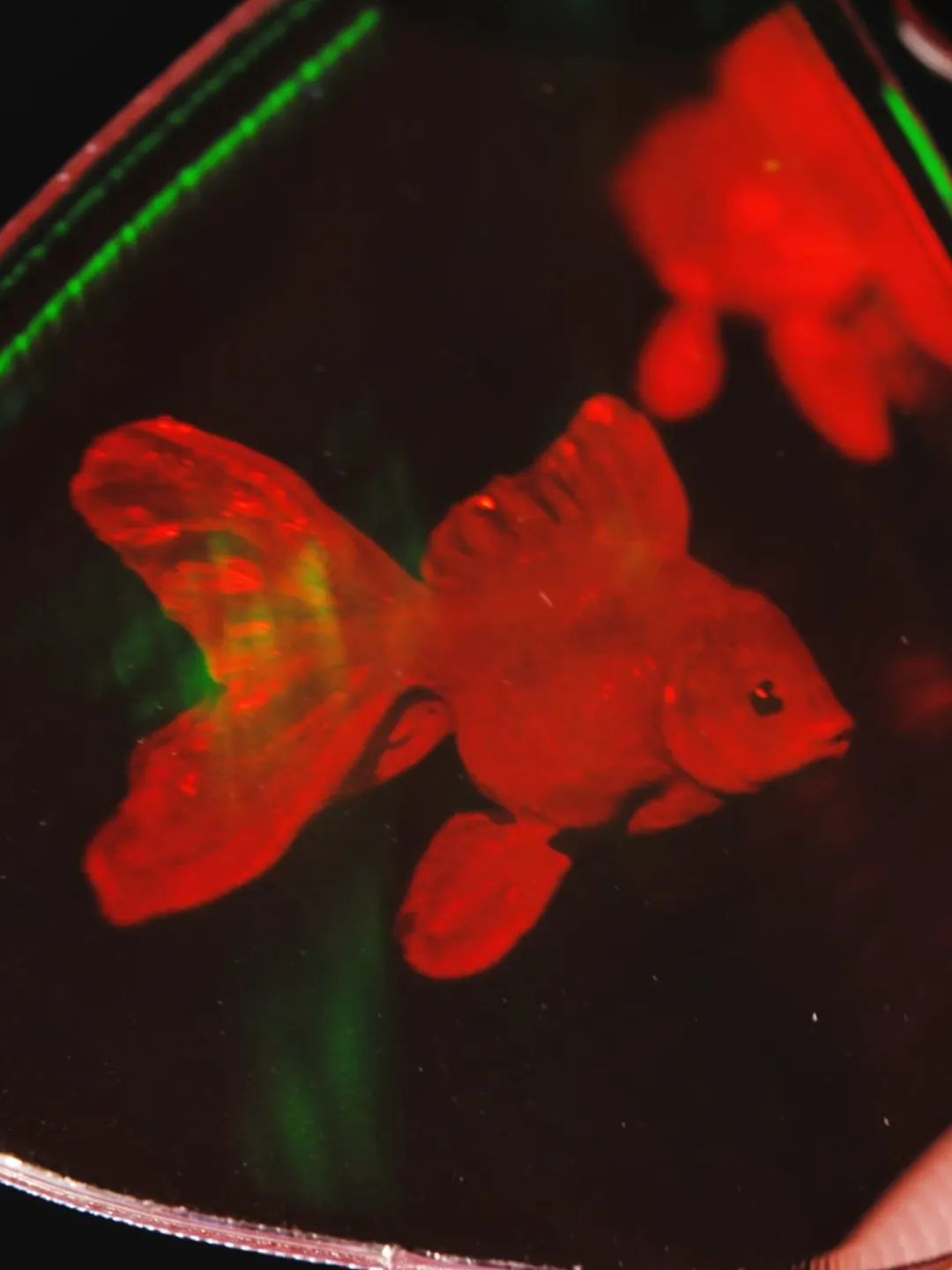 Flowing Prosperity Goldfish Keychain | Volume Hologram | Lucky Hologram Store